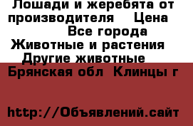 Лошади и жеребята от производителя. › Цена ­ 120 - Все города Животные и растения » Другие животные   . Брянская обл.,Клинцы г.